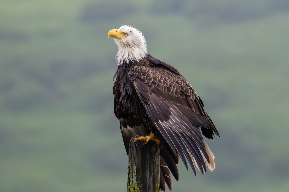 Bald Eagle - ML591524331