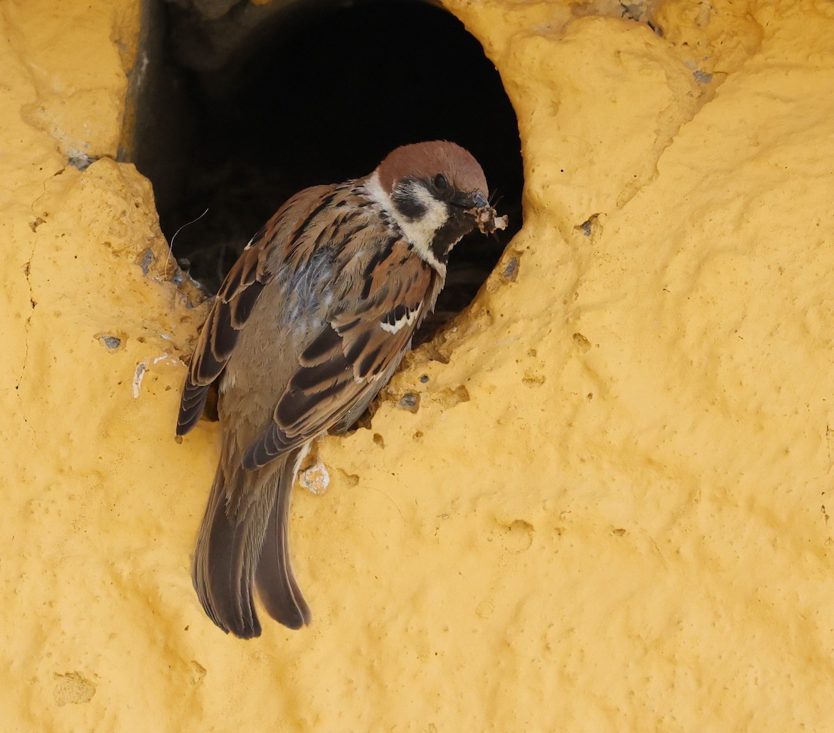Eurasian Tree Sparrow - ML591524551
