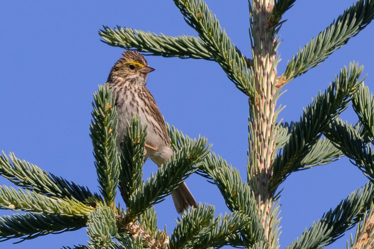 Savannah Sparrow - ML591524861