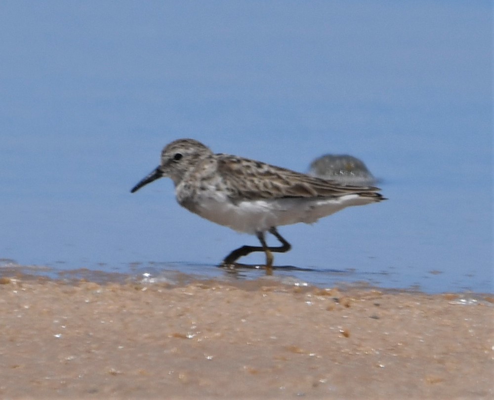 Least Sandpiper - ML591524911