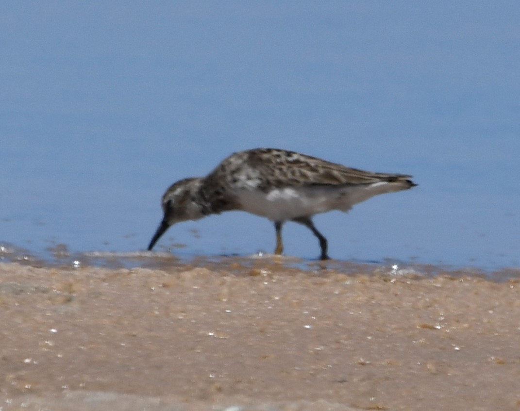 Least Sandpiper - ML591524931