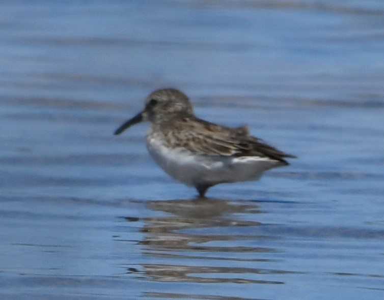 Least Sandpiper - ML591524941