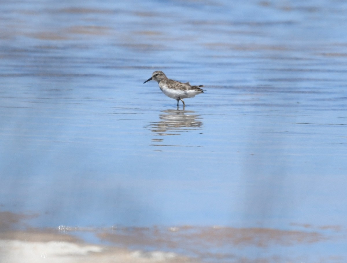 Least Sandpiper - Zachary Peterson