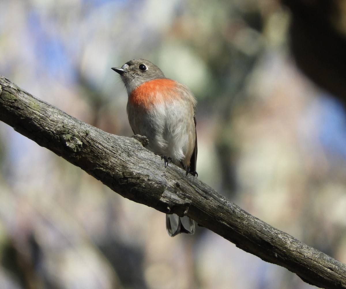 Scarlet Robin - Frank Antram