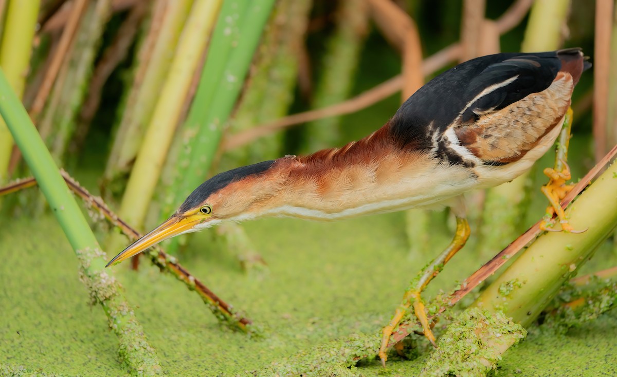 Least Bittern - ML591525831