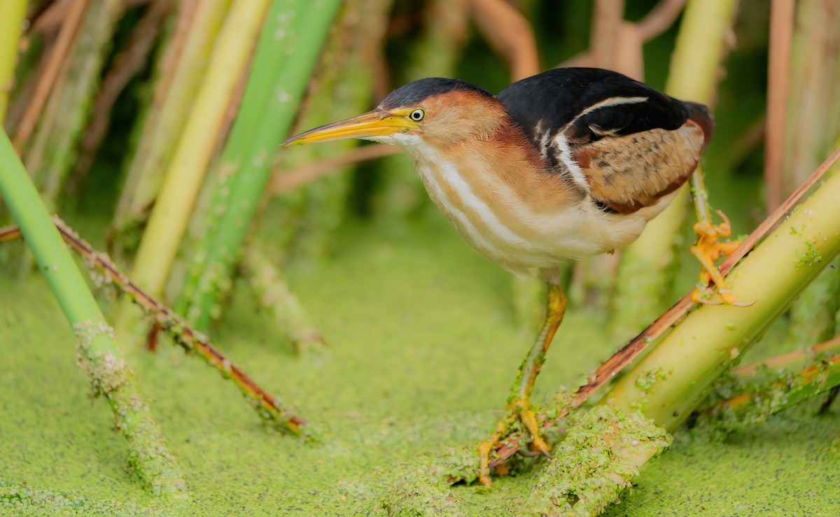 Least Bittern - ML591525871