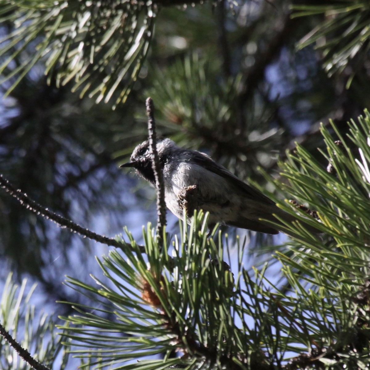 Mountain Chickadee - alan mauer