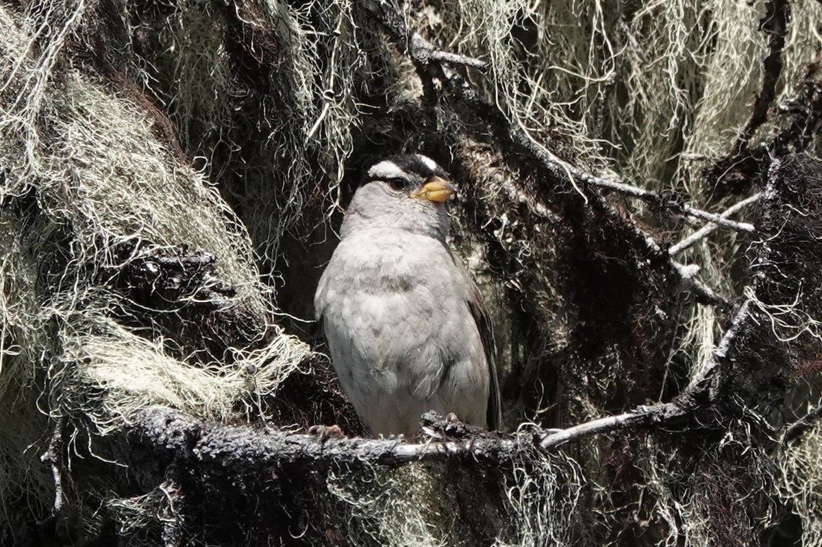 Bruant à couronne blanche - ML591525951