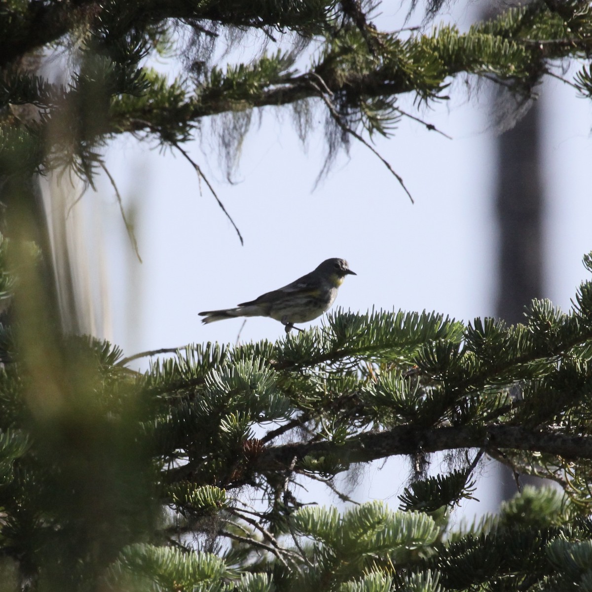 Yellow-rumped Warbler - alan mauer