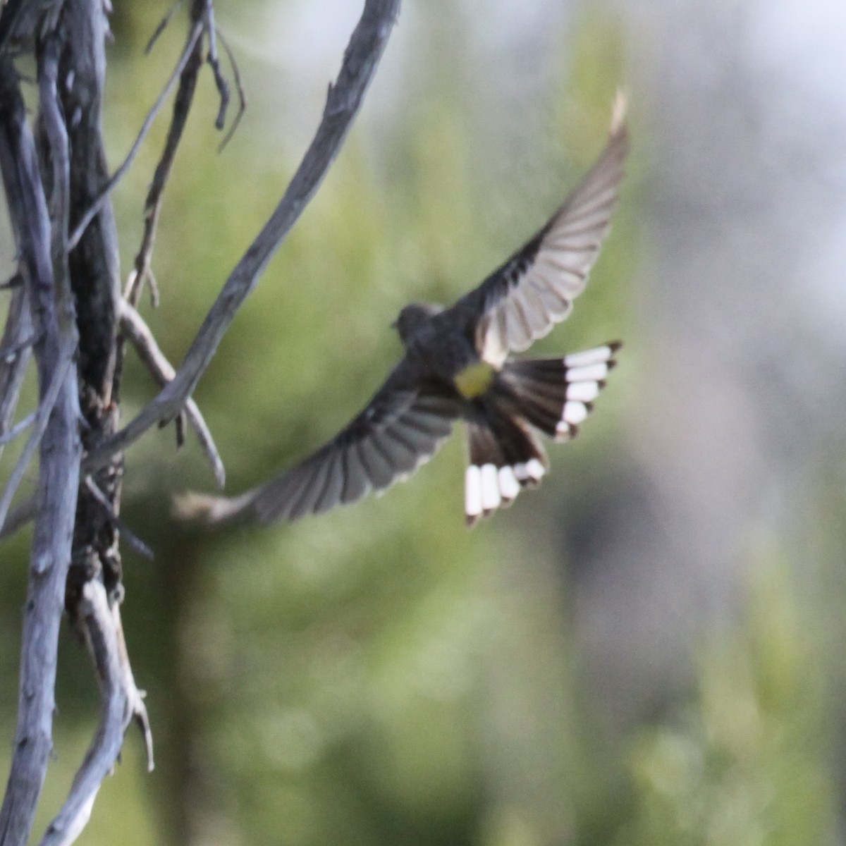 Yellow-rumped Warbler - alan mauer