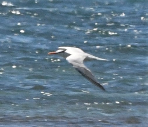 Royal Tern - Zachary Peterson