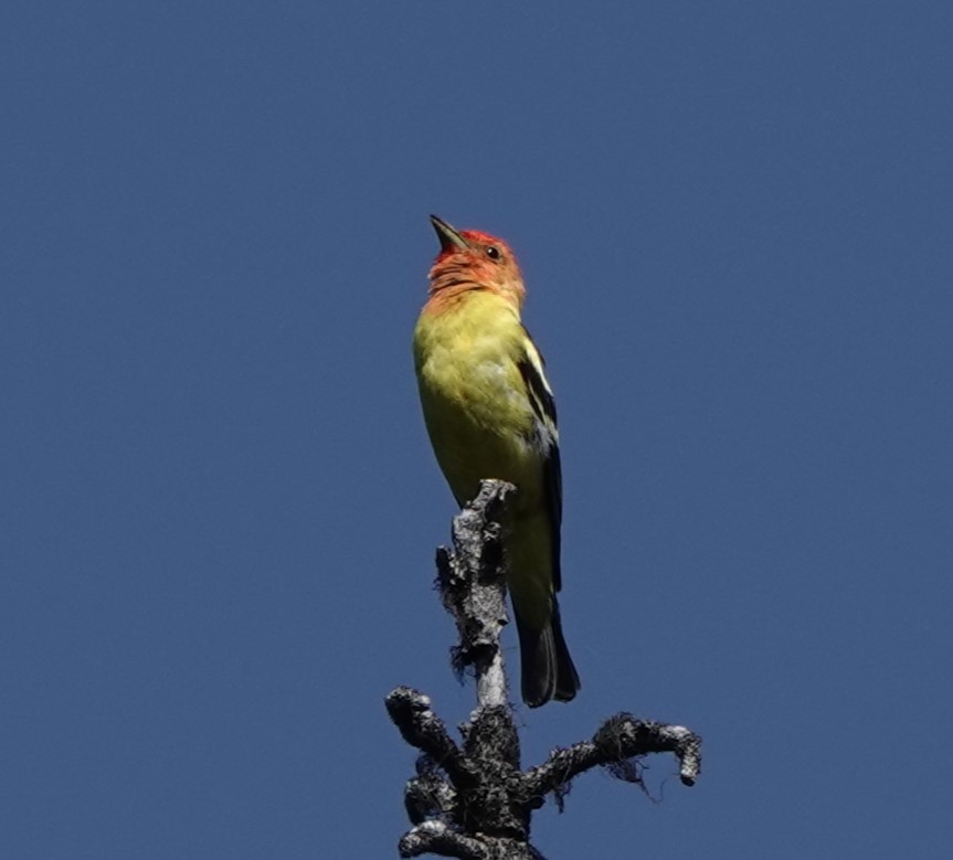 Western Tanager - Steve Kornfeld