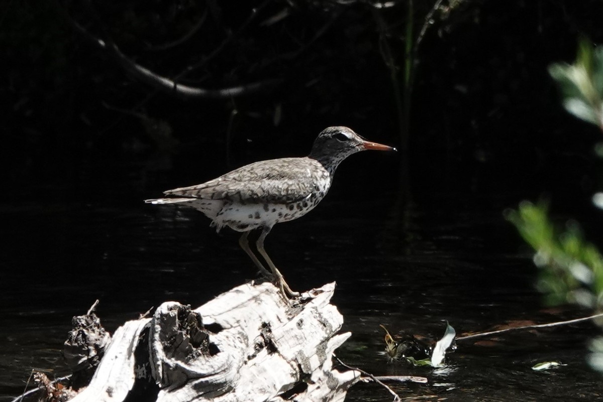 Spotted Sandpiper - Steve Kornfeld