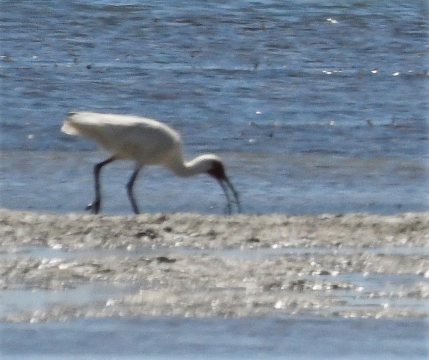 White Ibis - ML591526541