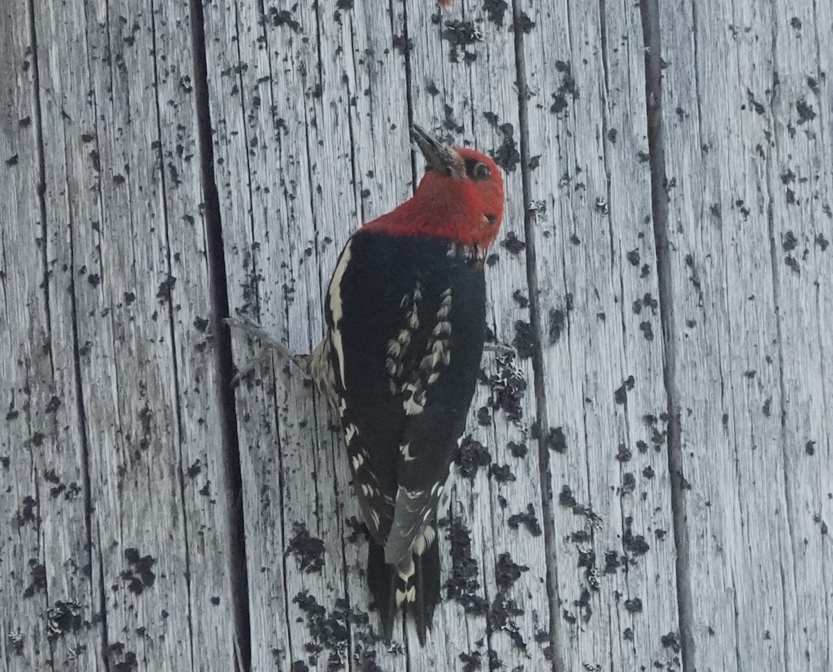 Red-breasted Sapsucker - Steve Kornfeld