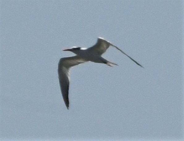 Royal Tern - ML591526641