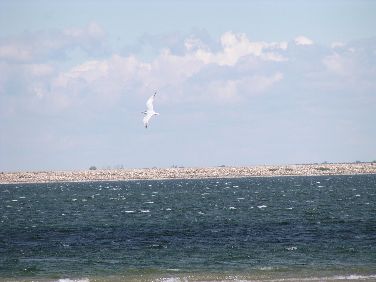 Caspian Tern - ML591526711