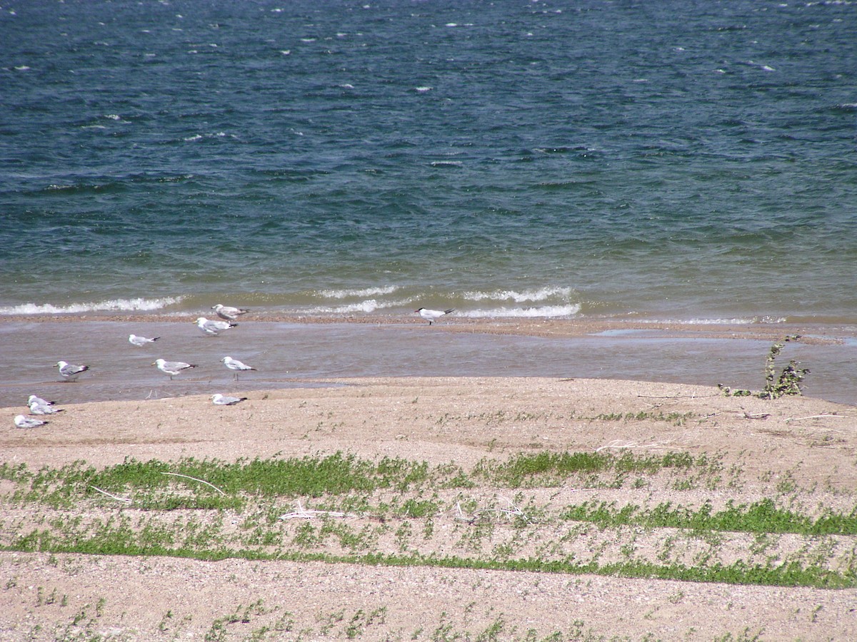 Caspian Tern - ML591526791