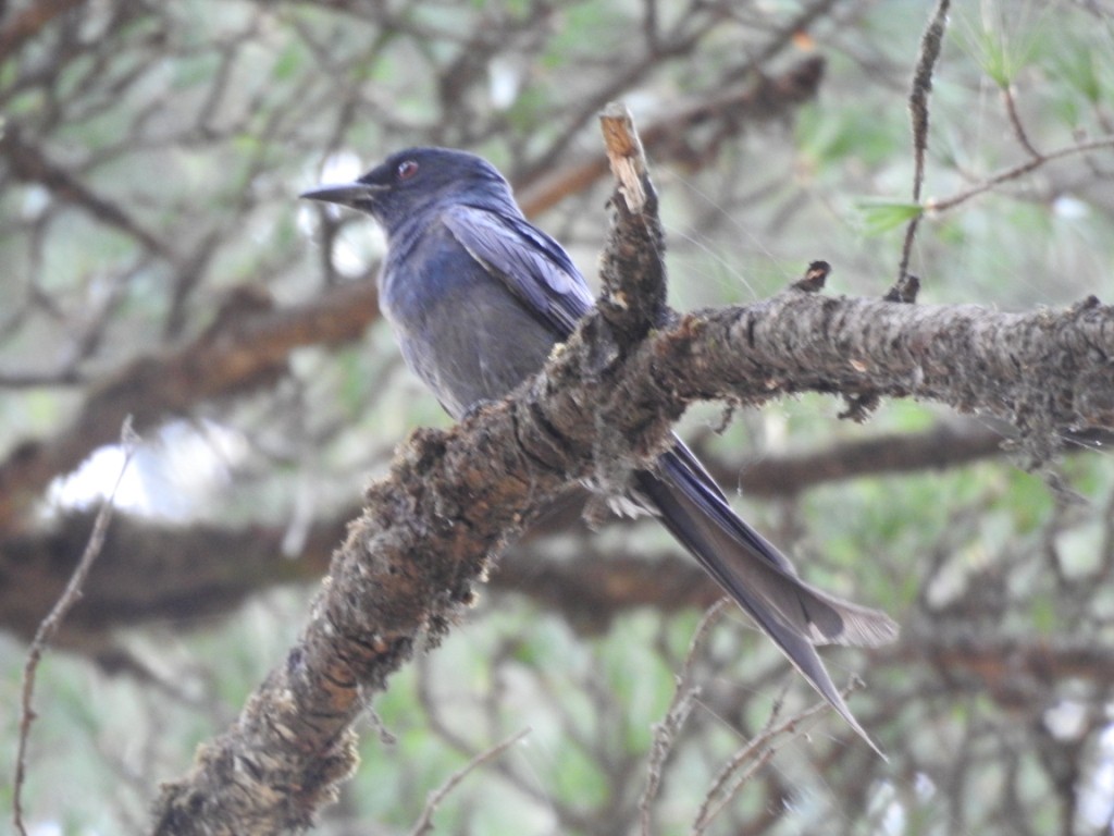 drongo kouřový - ML59152681