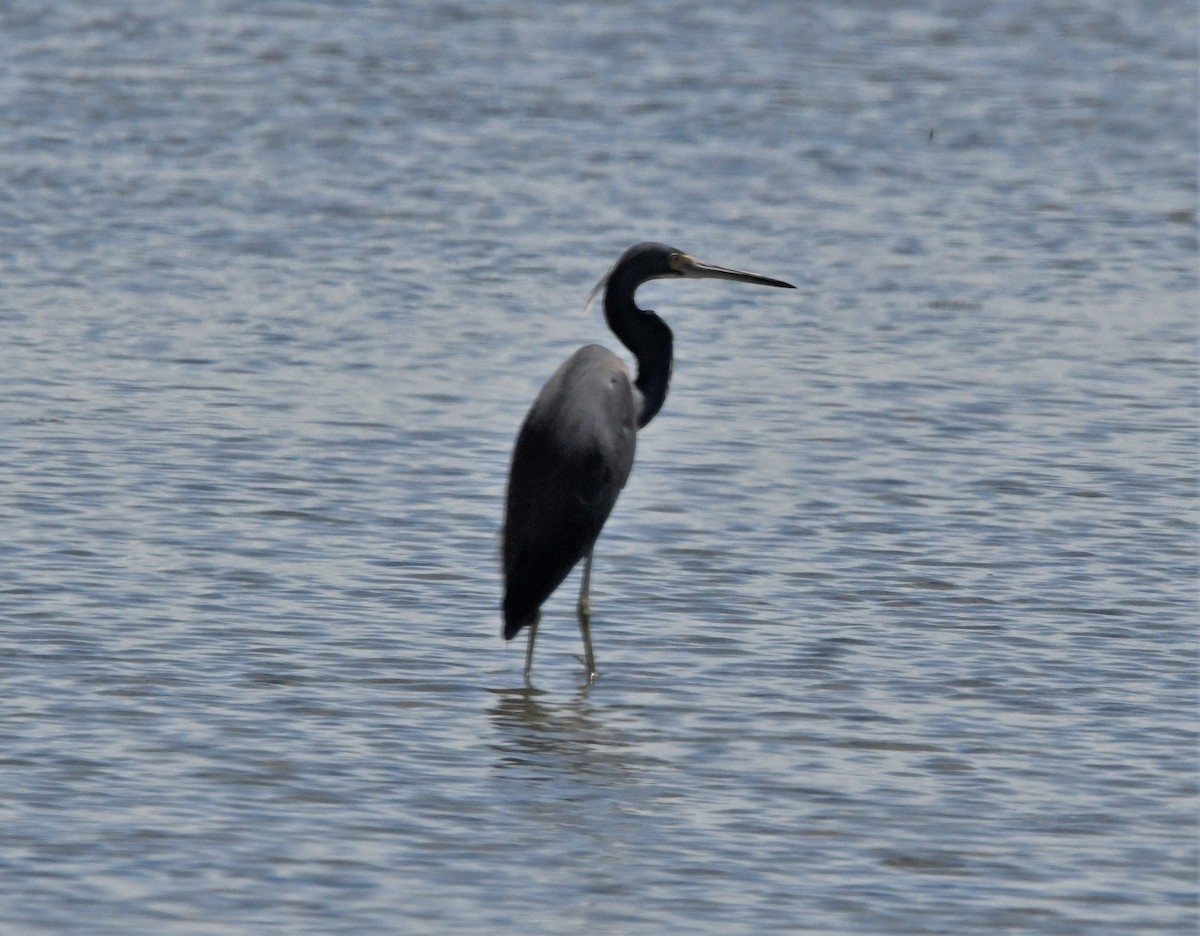 Tricolored Heron - ML591527181