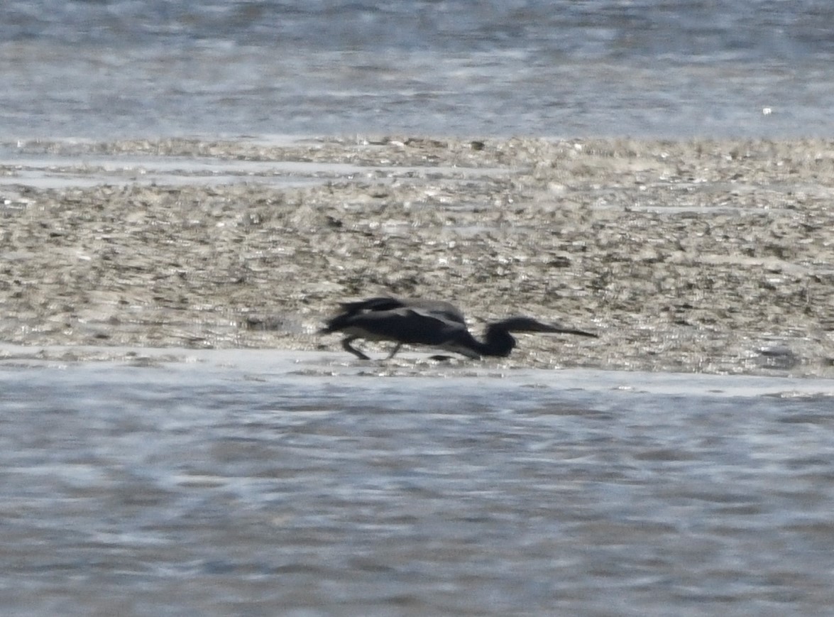 Tricolored Heron - ML591527731