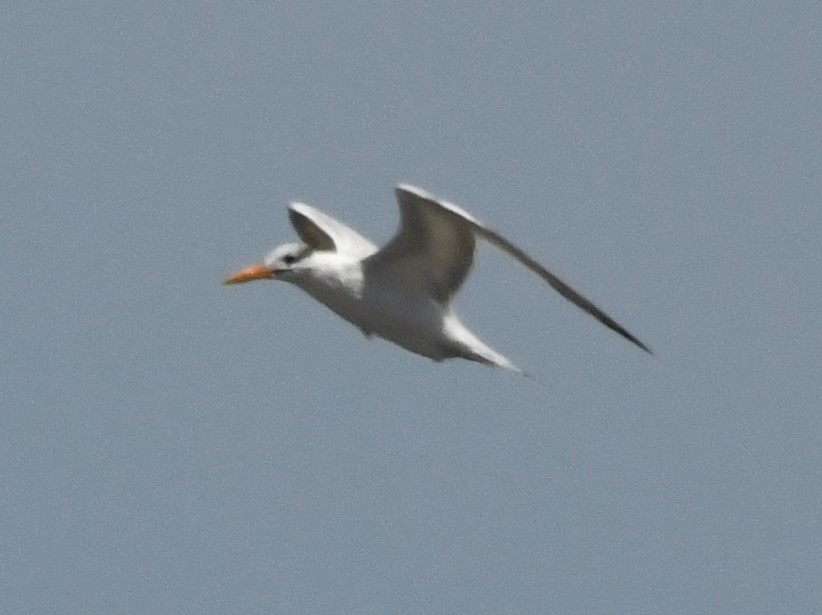 Royal Tern - Zachary Peterson