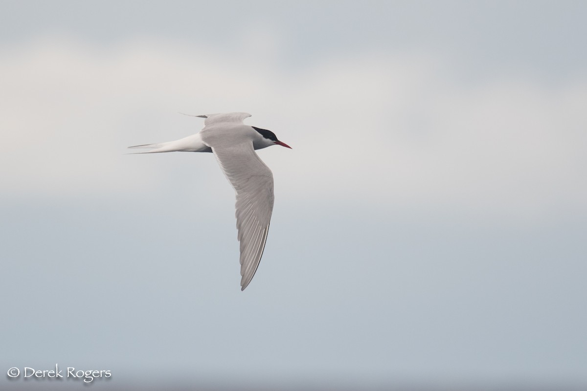 Arctic Tern - ML59152861