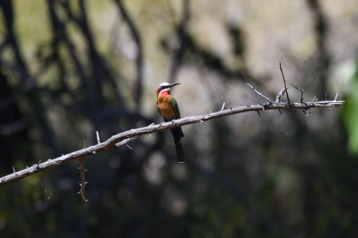 White-fronted Bee-eater - ML591530491