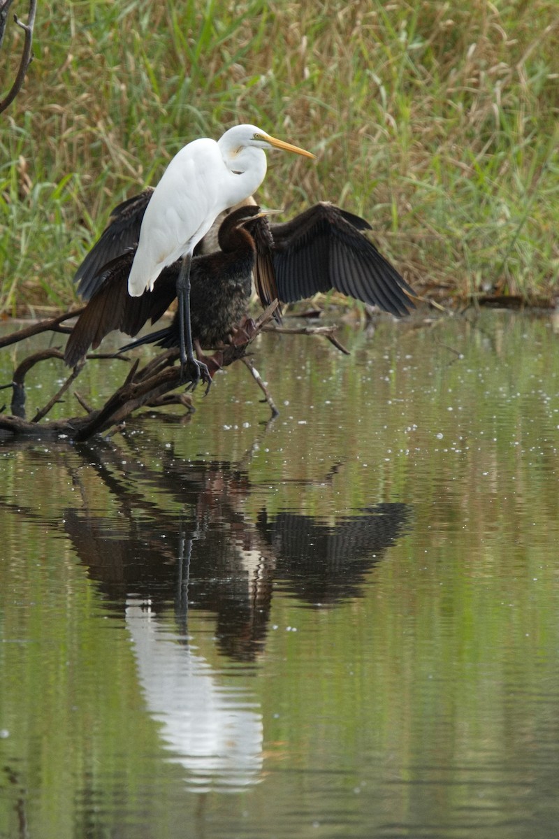 Anhinga d'Australie - ML591530611