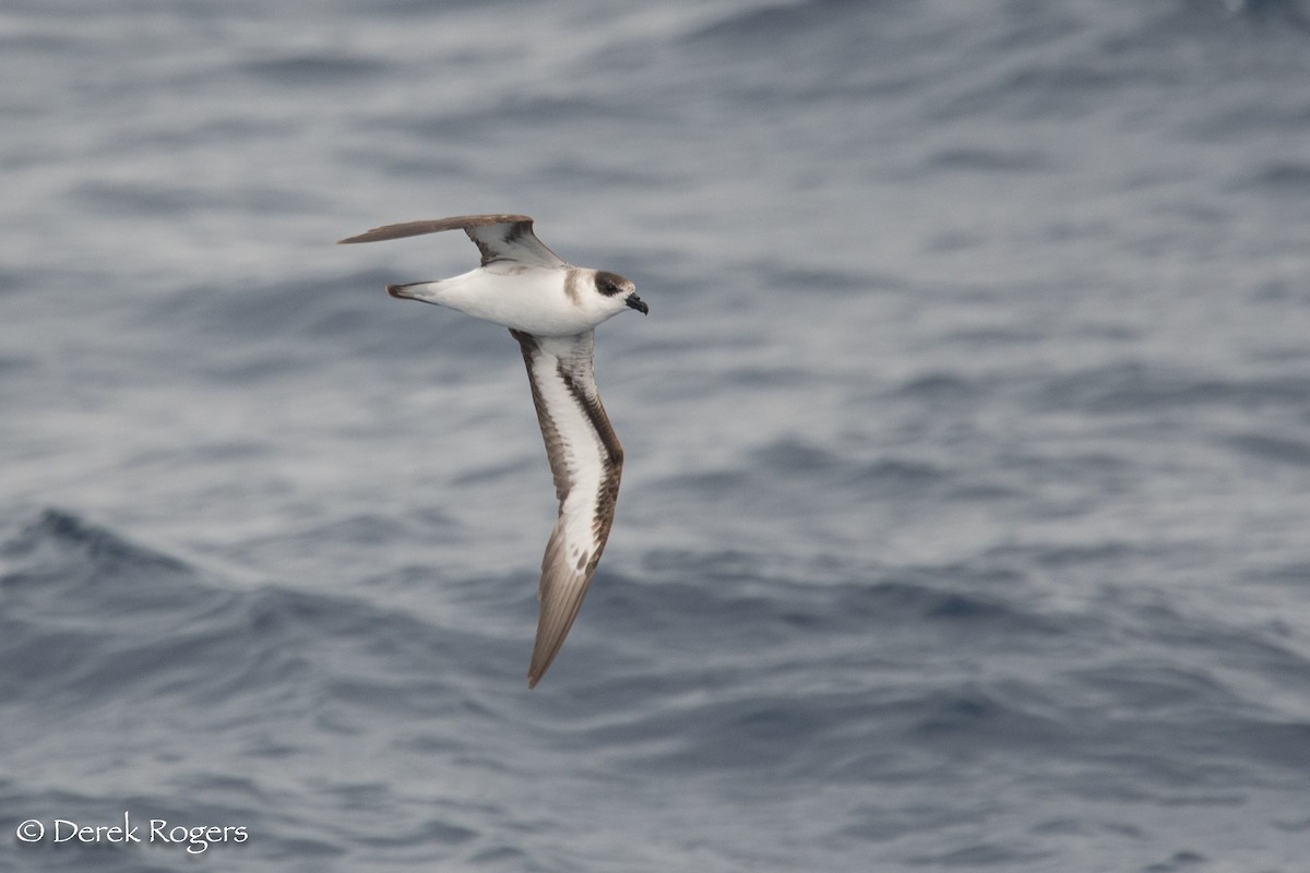 Black-capped Petrel - Derek Rogers