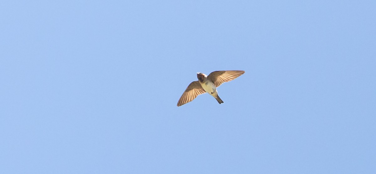 Cliff Swallow - ML591532901