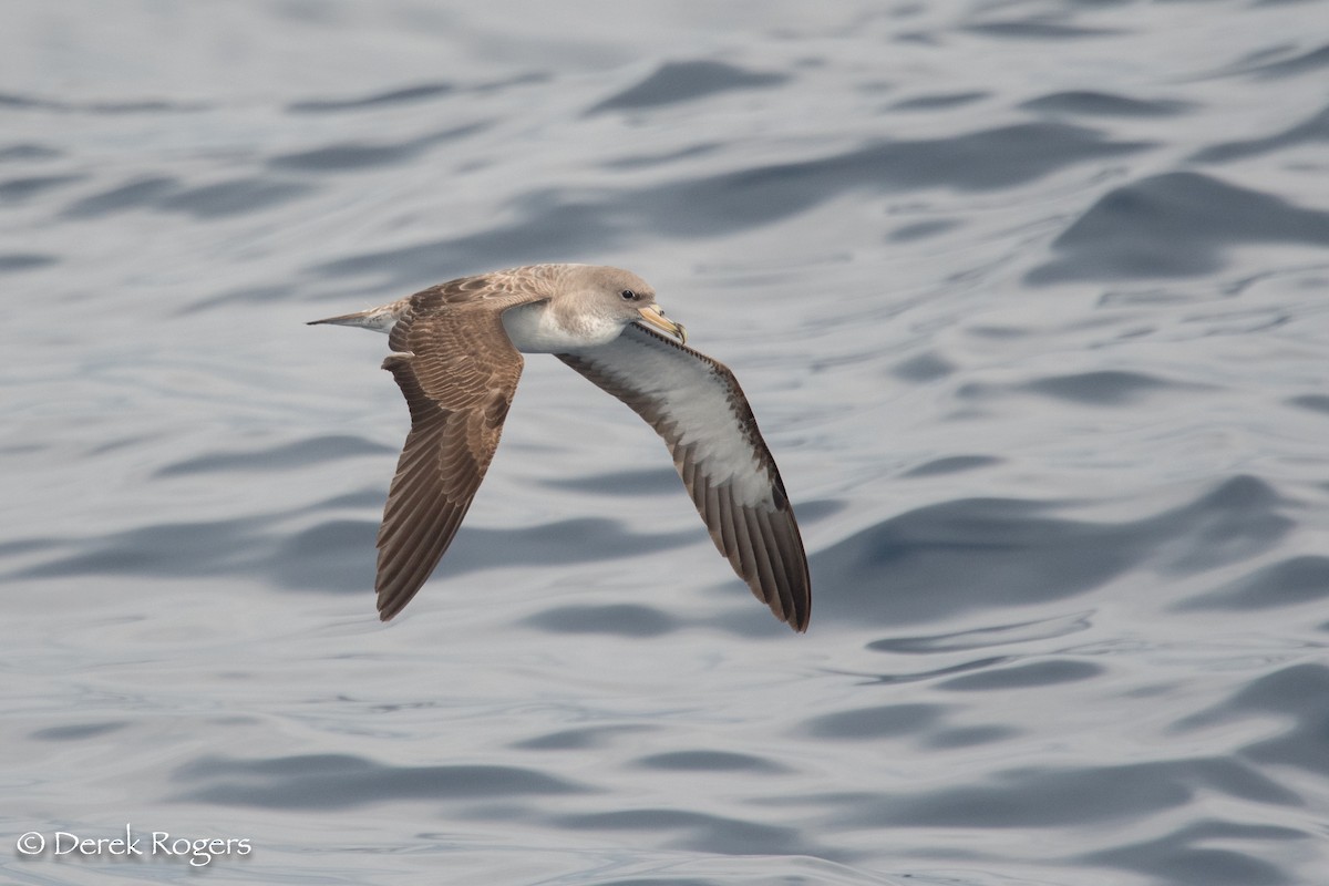 Cory's Shearwater - ML59153311