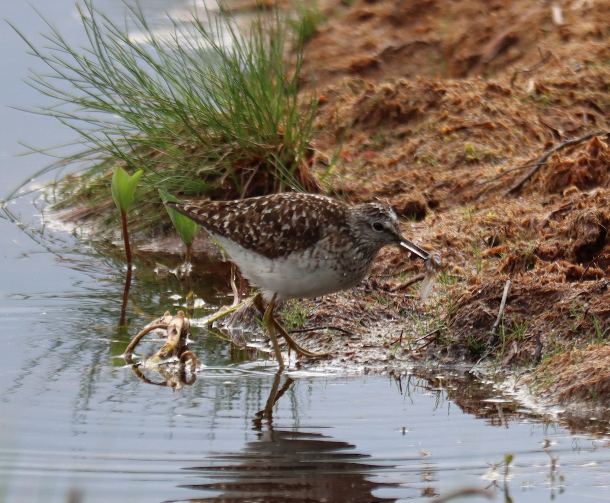 Wood Sandpiper - Jan Badura