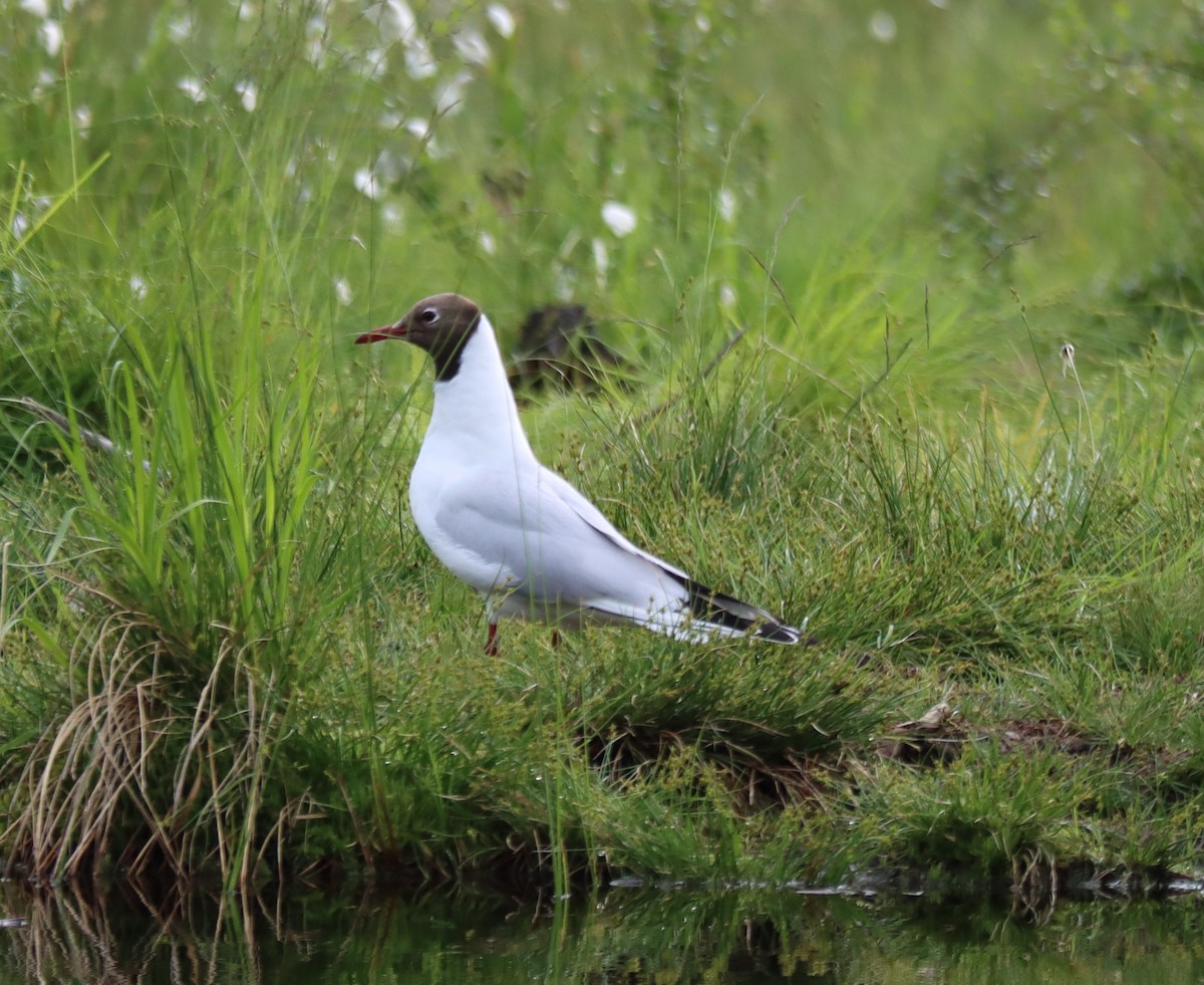 Black-headed Gull - ML591534371