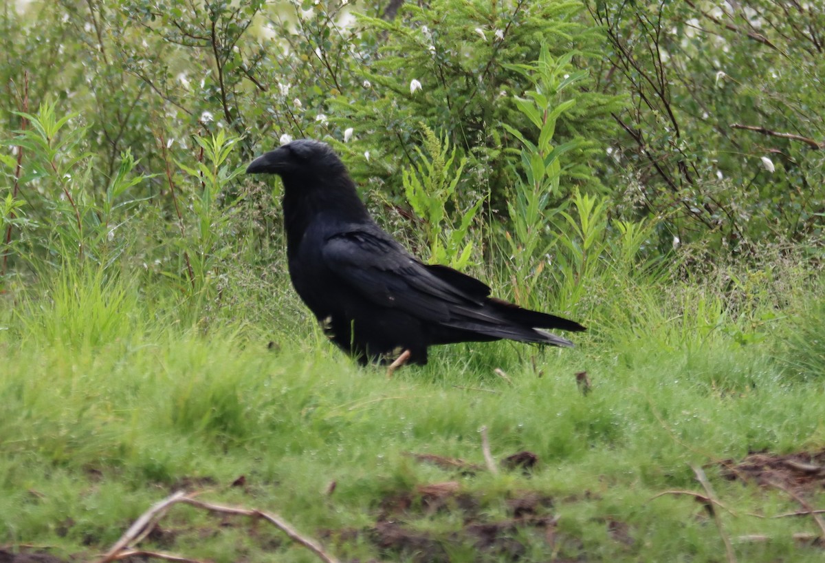 Common Raven - Jan Badura