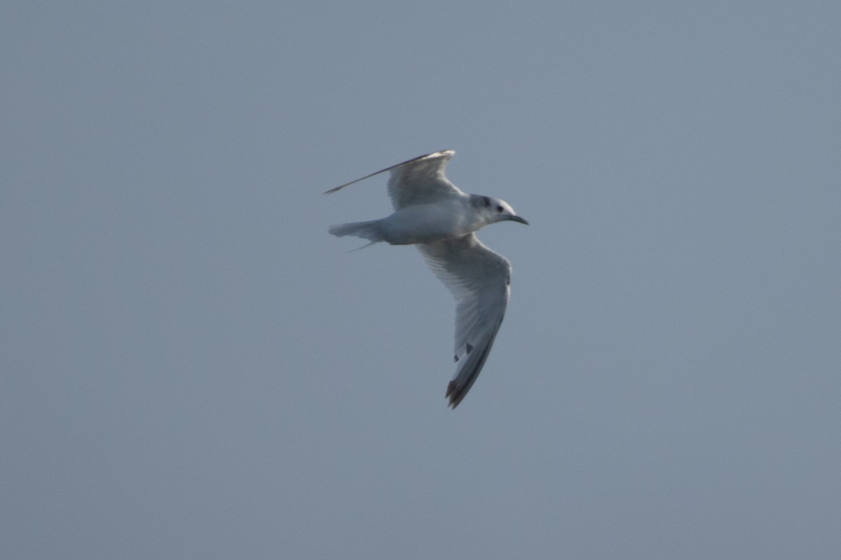 Gaviota Tridáctila - ML591534791