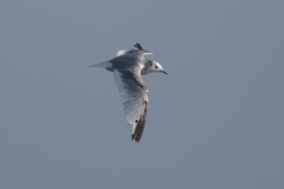 Black-legged Kittiwake - ML591534801