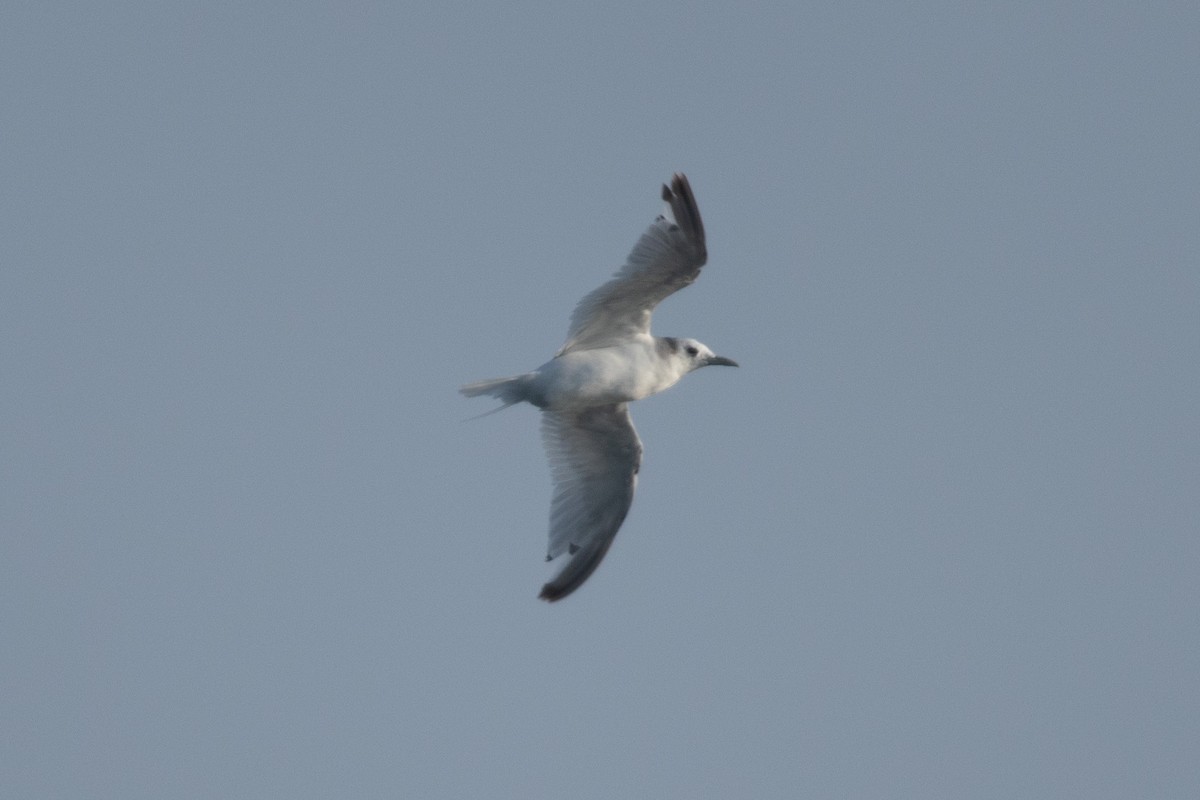 Gaviota Tridáctila - ML591534811