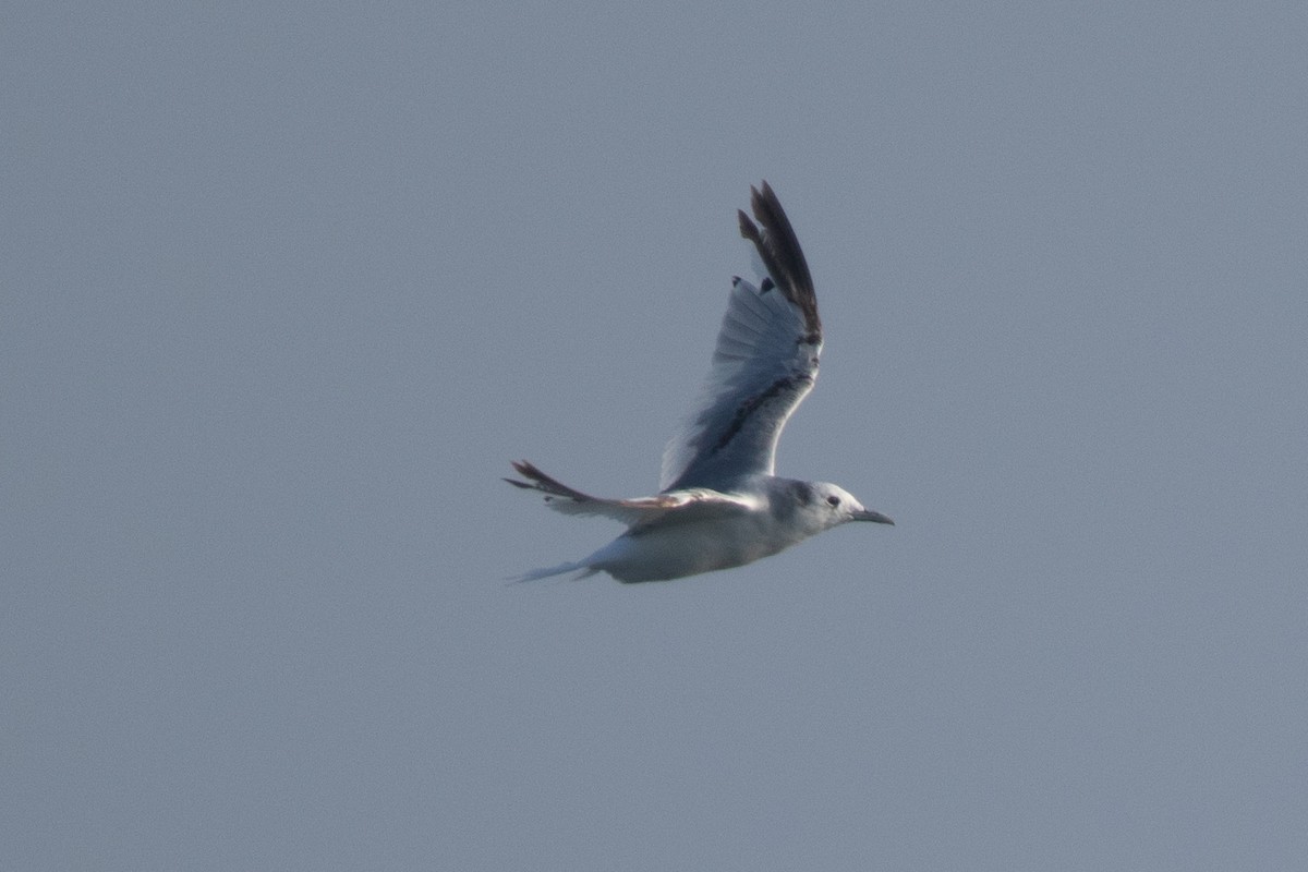 Black-legged Kittiwake - ML591534821