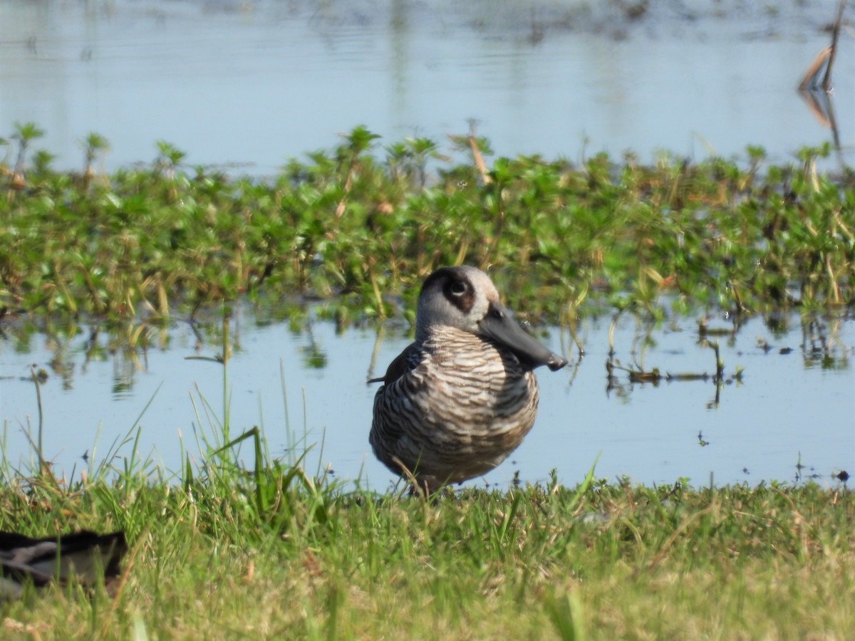 Pink-eared Duck - ML591534921