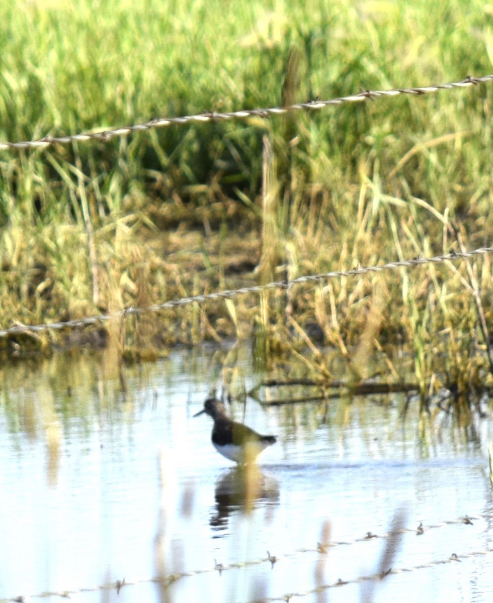 Wilson's Phalarope - ML591535921