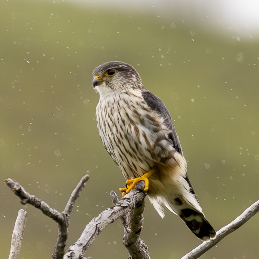 dvergfalk (columbarius) - ML591536711