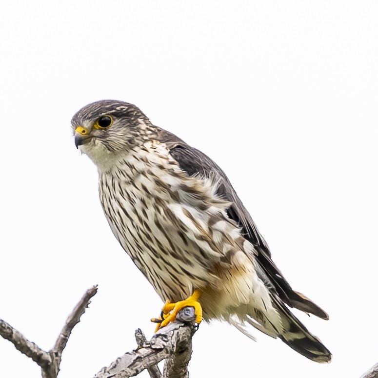 dvergfalk (columbarius) - ML591536721
