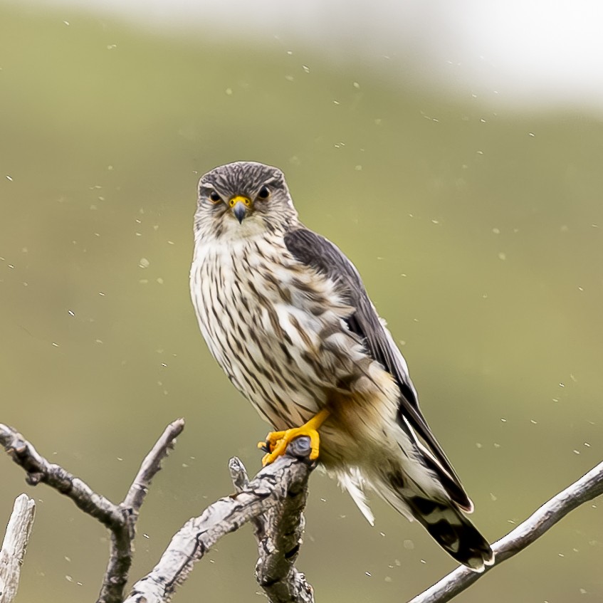 dvergfalk (columbarius) - ML591536731