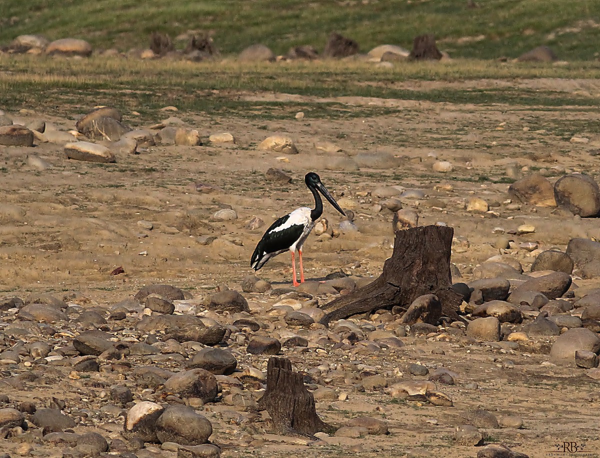 Black-necked Stork - Rajeev Bisht