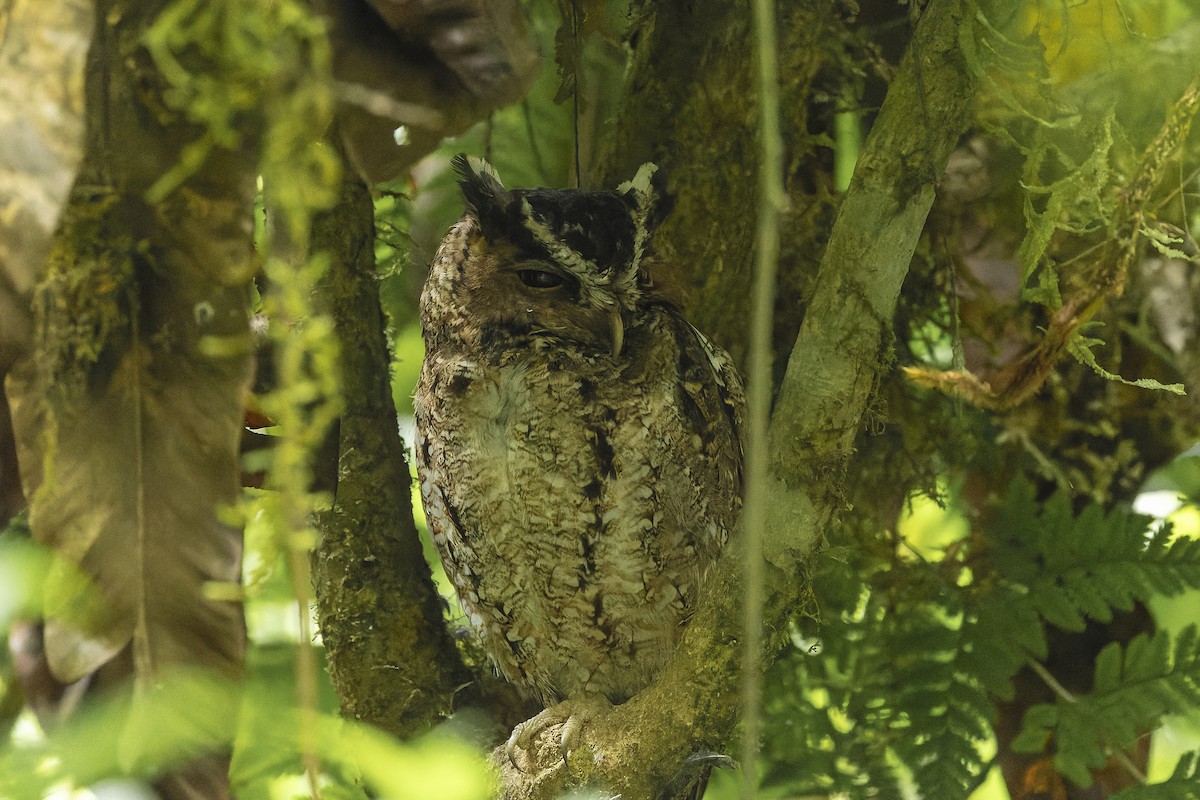 Rajah Scops-Owl - ML591538061