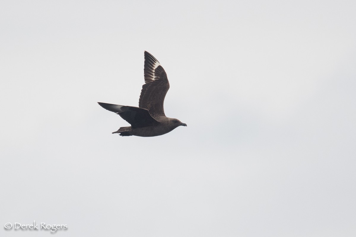 South Polar Skua - ML59153821