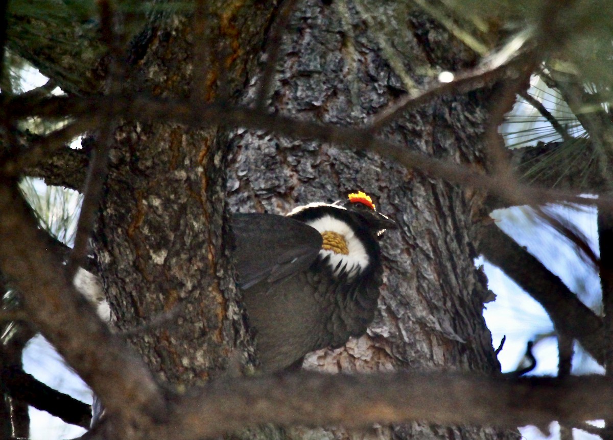 Sooty Grouse - ML591538361