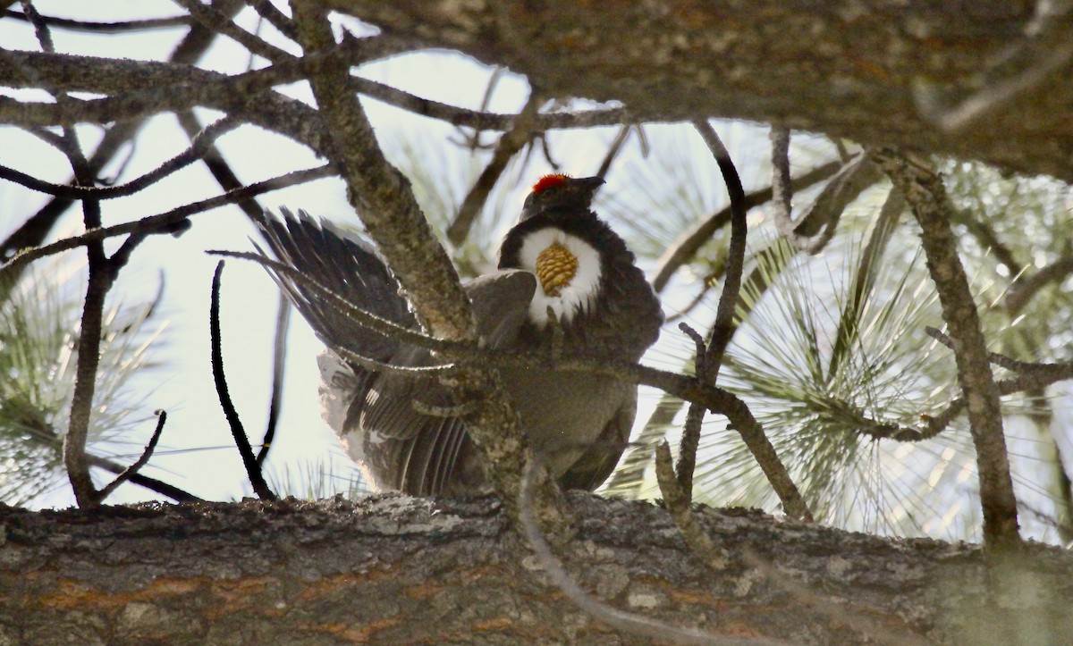 Sooty Grouse - ML591538371