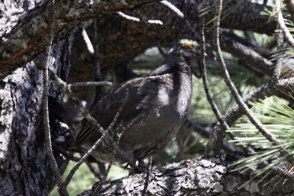 Sooty Grouse - ML591538381